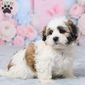 Mindy, Teddy Bear Puppy